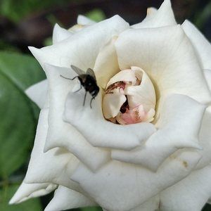 Meet your Posher, Jenine